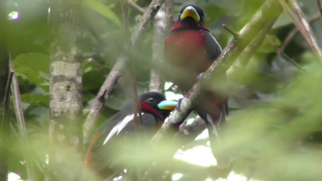 Black-and-red Broadbill (Black-and-red) - ML201157841
