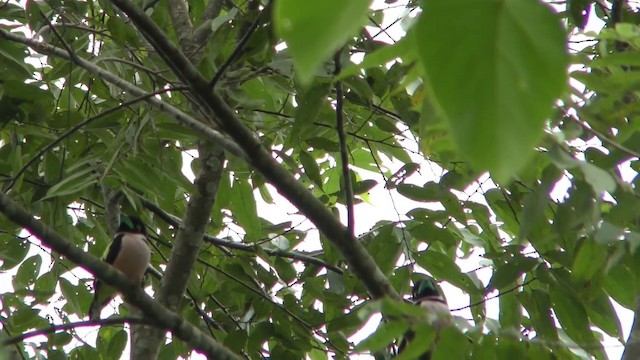 Black-and-yellow Broadbill - ML201157851