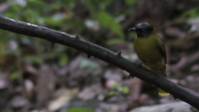 Bulbul cap-nègre - ML201157881