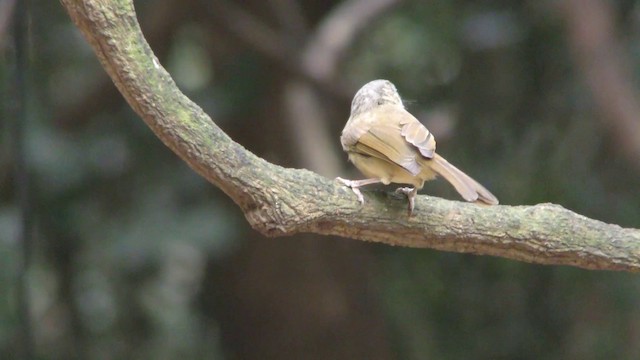 Brown-cheeked Fulvetta - ML201157901