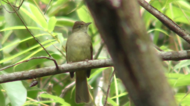 Bulbul olive (cinnamomeoventris) - ML201157911