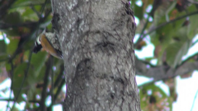 Common Flameback - ML201157931