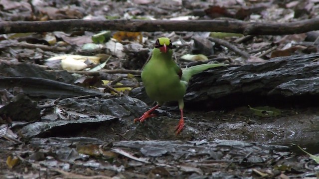 Common Green-Magpie - ML201157941