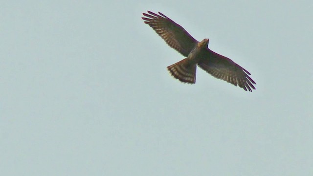 Gray-faced Buzzard - ML201157971