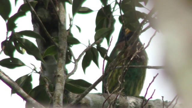 Büyük Barbet - ML201157991