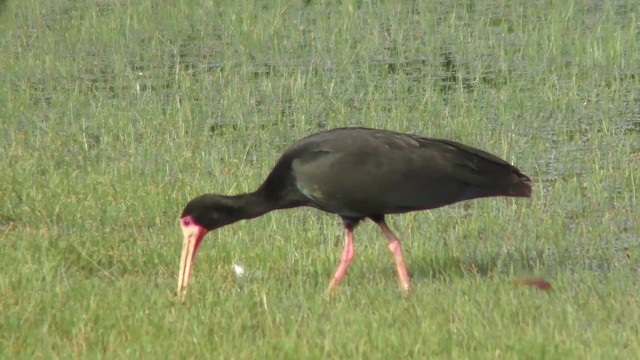 Bare-faced Ibis - ML201158011