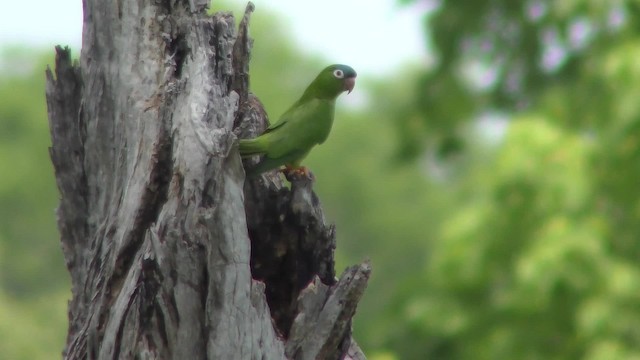 Aratinga Cabeciazul - ML201158031