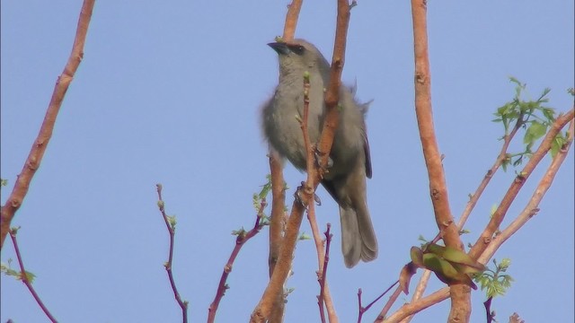 Grayish Baywing - ML201158091