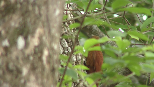 Great Rufous Woodcreeper - ML201158101