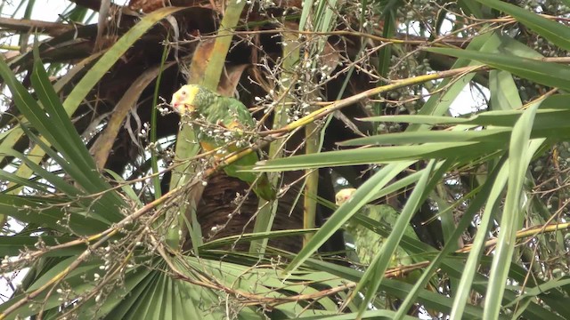 Yellow-faced Parrot - ML201158121