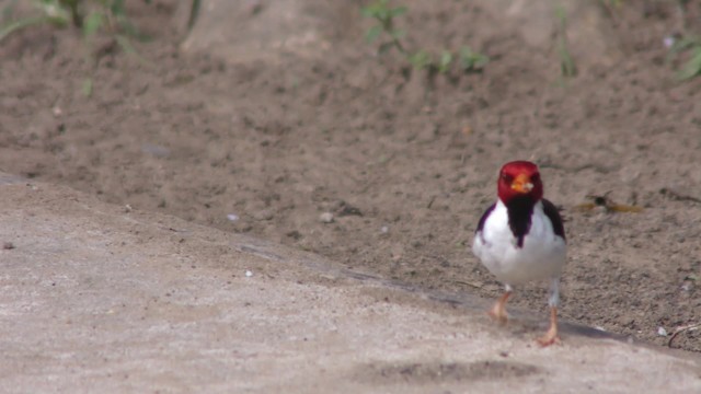 Yellow-billed Cardinal - ML201158141