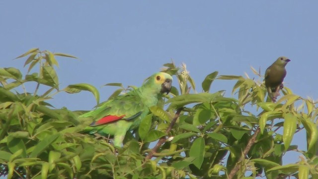 アオボウシインコ - ML201158171