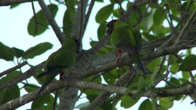 aratinga černohlavý - ML201158181