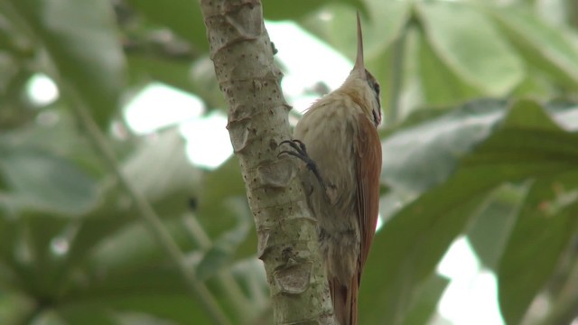 Narrow-billed Woodcreeper - ML201158191