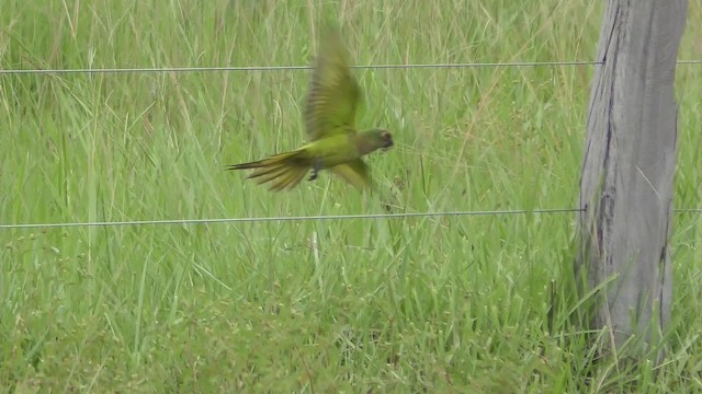 Aratinga Frentidorada - ML201158221