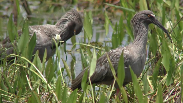 Plumbeous Ibis - ML201158231