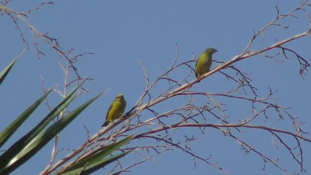 Purple-throated Euphonia - ML201158241