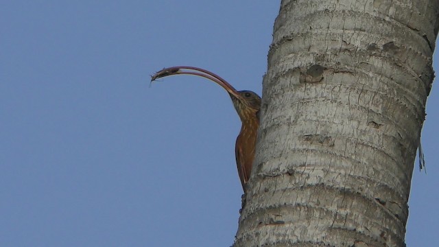 Red-billed Scythebill - ML201158271