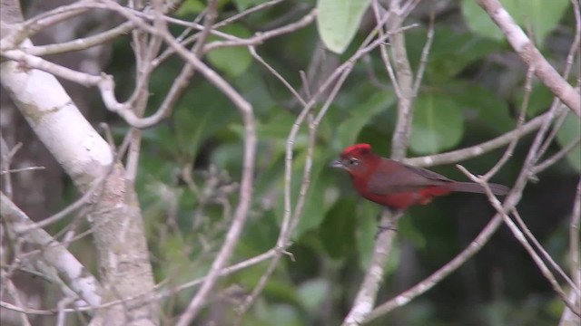 Red-crested Finch - ML201158291