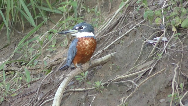 Ringed Kingfisher - ML201158321