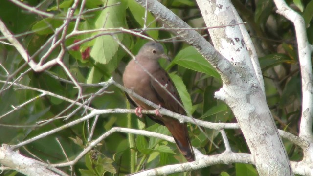 Ruddy Ground Dove - ML201158351