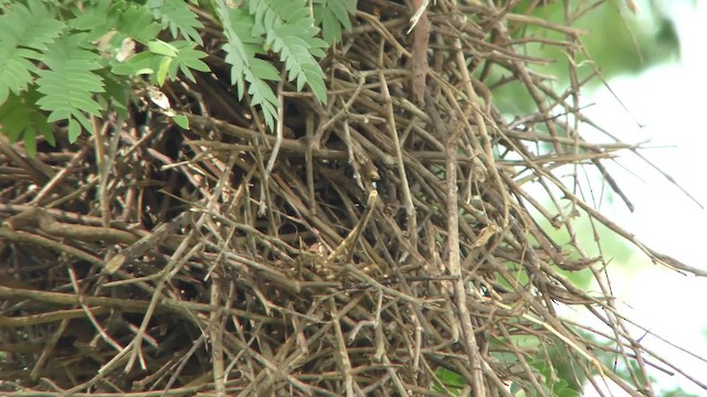 Rufous-fronted Thornbird (Rufous-fronted) - ML201158371