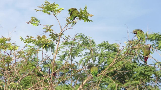 Scaly-headed Parrot - ML201158401