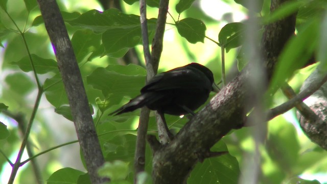 Cacique Solitario - ML201158441