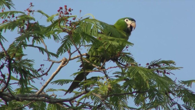 Ара червоноплечий (підвид cumanensis/longipennis) - ML201158471