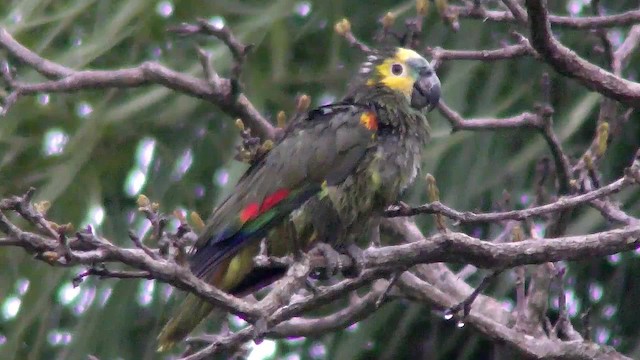 Turquoise-fronted Amazon - ML201158521