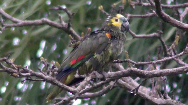 アオボウシインコ - ML201158521