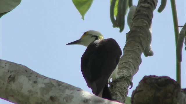 White Woodpecker - ML201158561