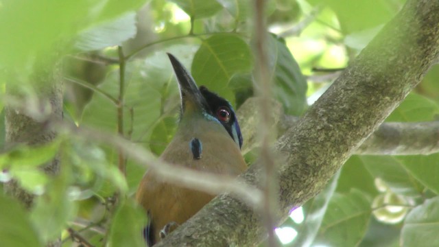 Amazonian Motmot - ML201158641