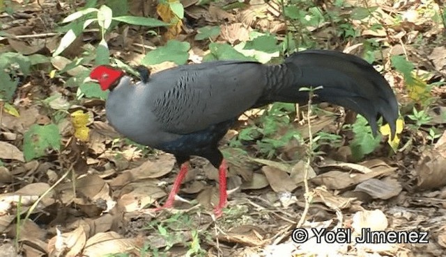 Siamese Fireback - ML201158691