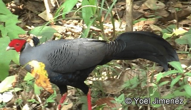 Siamese Fireback - ML201158701