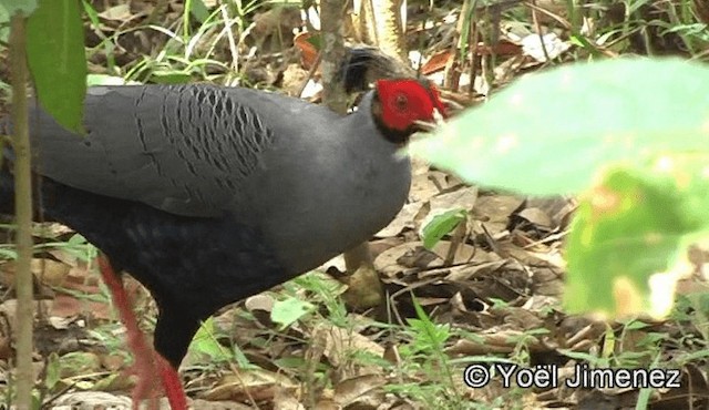 Siamese Fireback - ML201158711