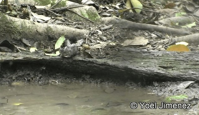 Ashy Bulbul (Ashy) - ML201158731