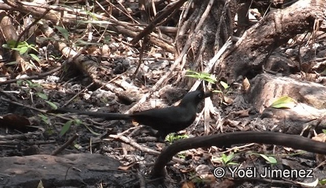 Racket-tailed Treepie - ML201158741