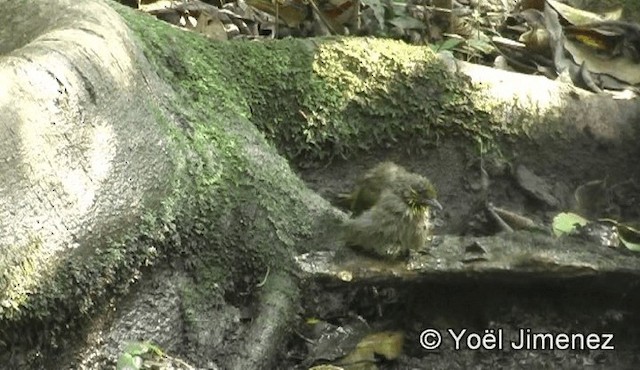 Stripe-throated Bulbul - ML201158751