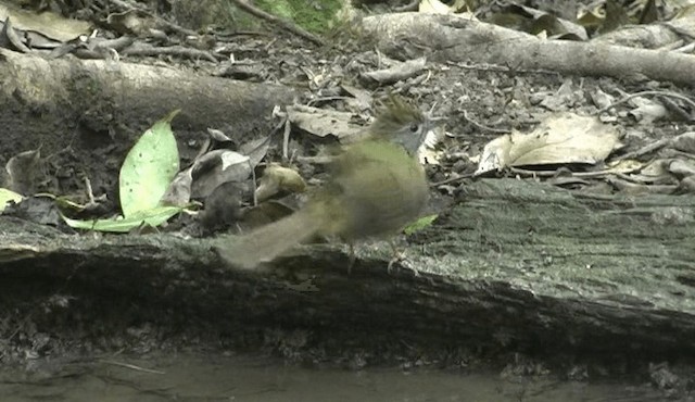 Puff-throated Bulbul (Puff-throated) - ML201158771