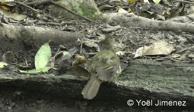 Bulbul pâle (groupe pallidus) - ML201158781