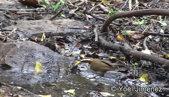 White-browed Scimitar-Babbler - ML201158801