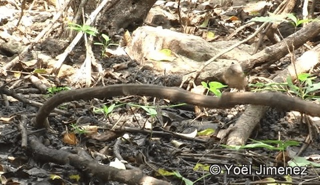 Brown-cheeked Fulvetta - ML201158811