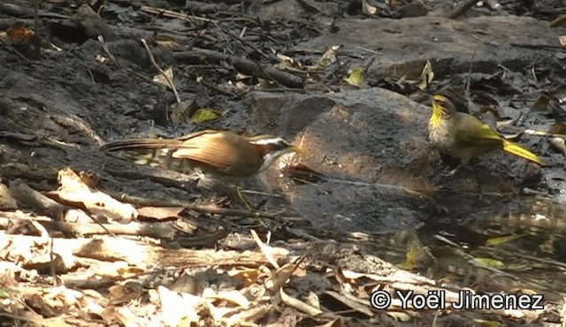 White-browed Scimitar-Babbler - ML201158831