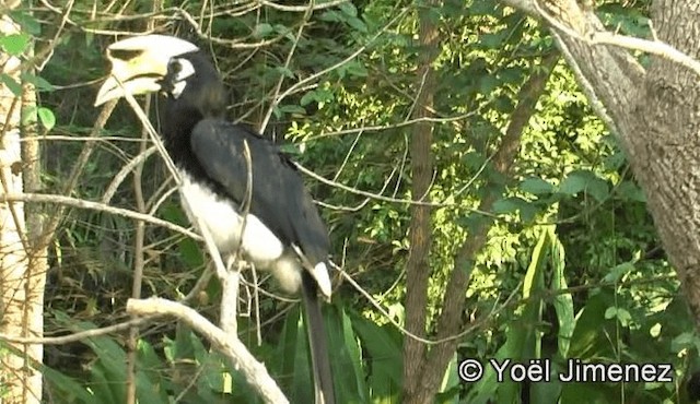 Oriental Pied-Hornbill - ML201158841