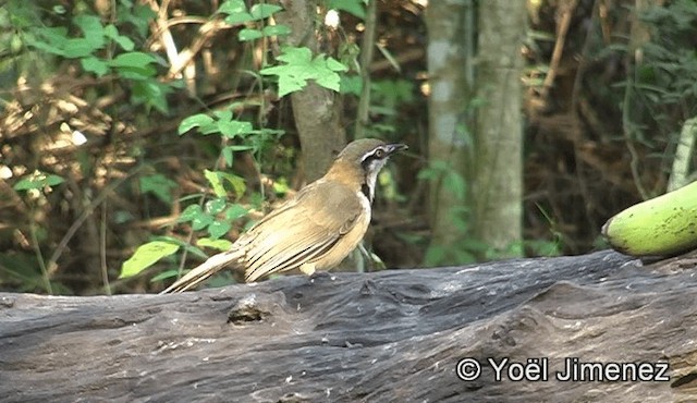 Lesser Necklaced Laughingthrush - ML201158871