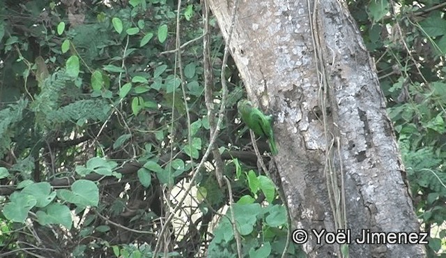 barbet zelenouchý - ML201158921