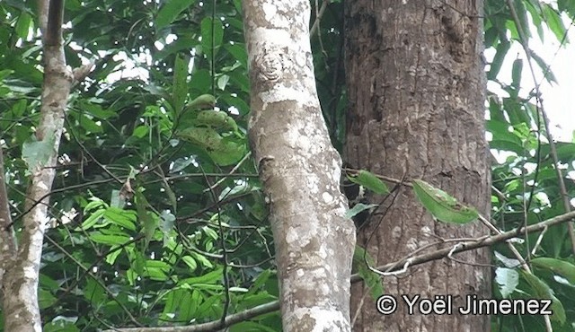 Black-and-buff Woodpecker - ML201158961