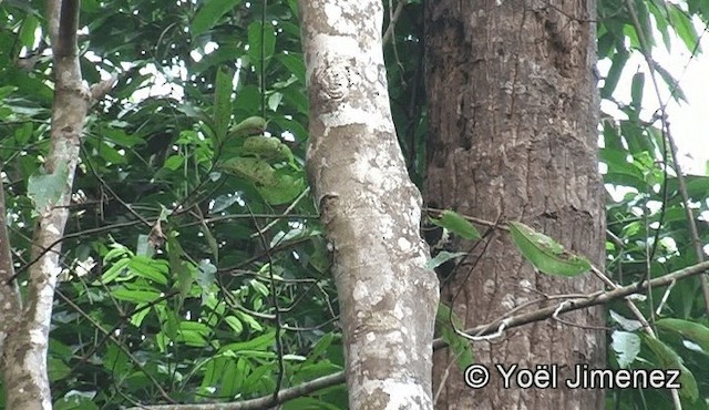 Black-and-buff Woodpecker - ML201158971