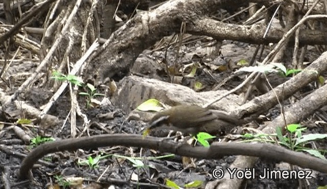 White-browed Scimitar-Babbler - ML201159051